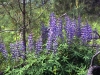 Lupine cluster